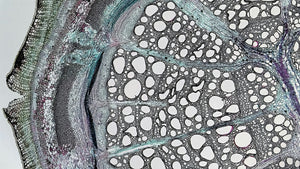 Multiple Conditions Support